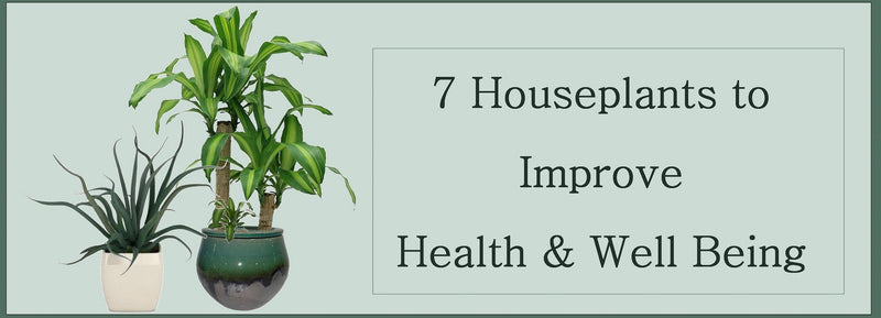 7 Spider Plant Benefits And Why Your Home Needs One