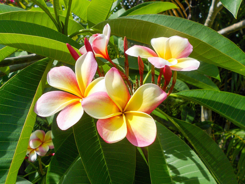 tropical plants and flowers