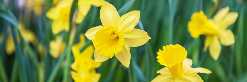 Are dogs allergic to hot sale daffodils