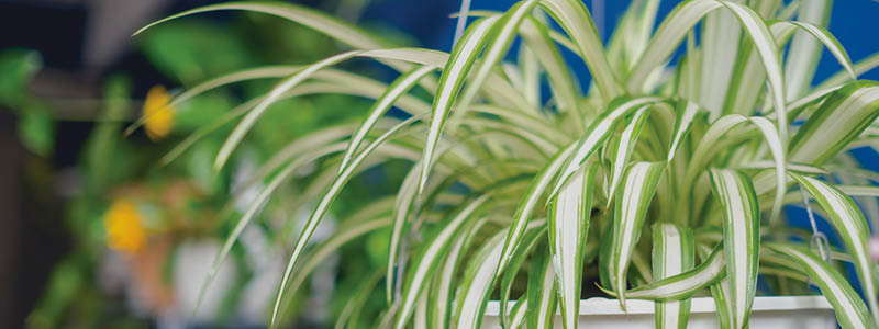 Spider Plant Care: Boost Your Indoor Jungle Today!