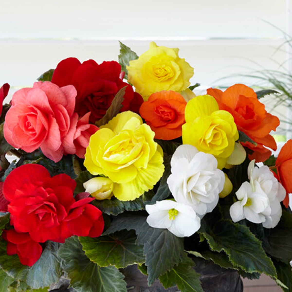 Bold Rainbow Begonia Bulbs For Sale Online | Roseform Mix – Easy 