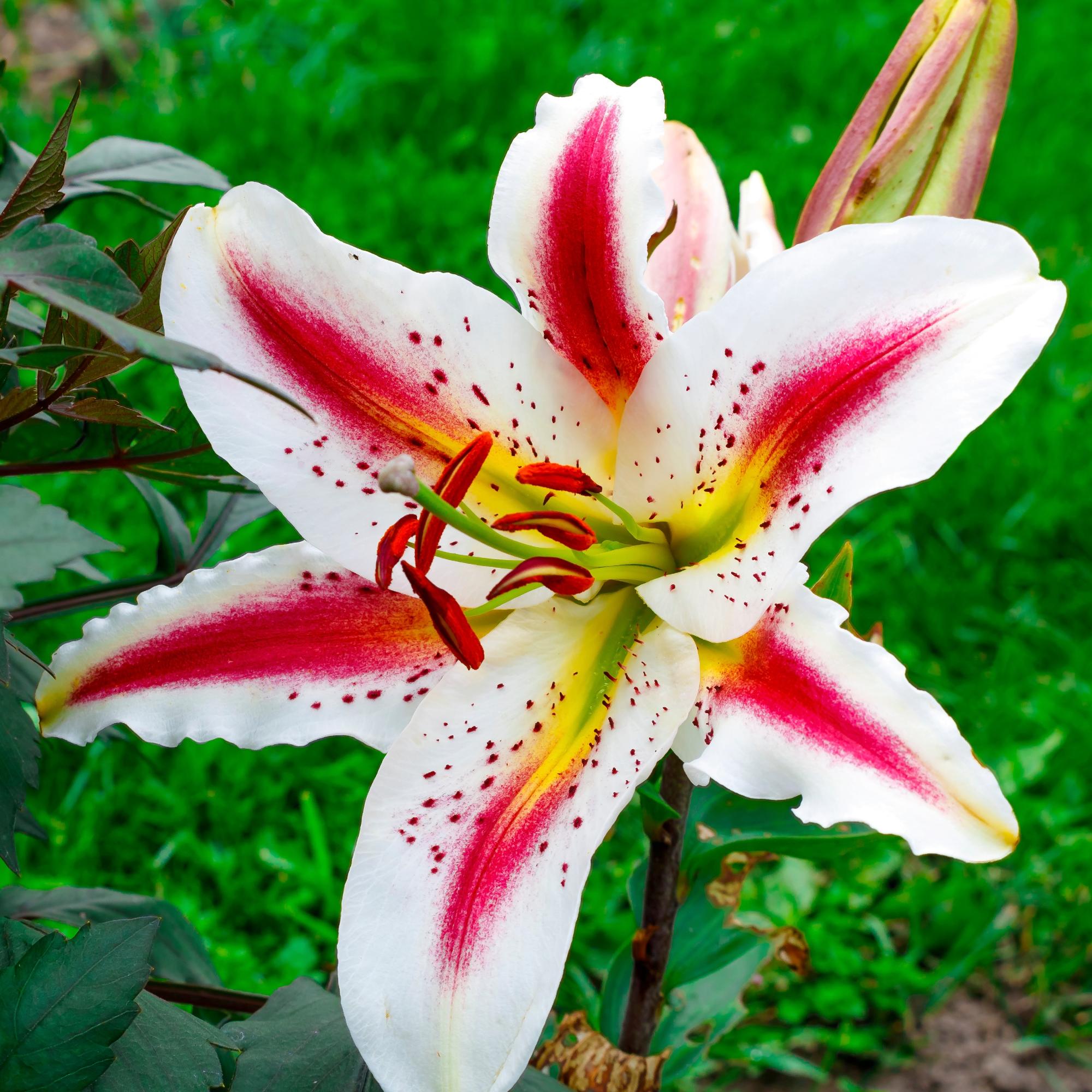 Lilium - Oriental Lily Playtime – Easy To Grow Bulbs