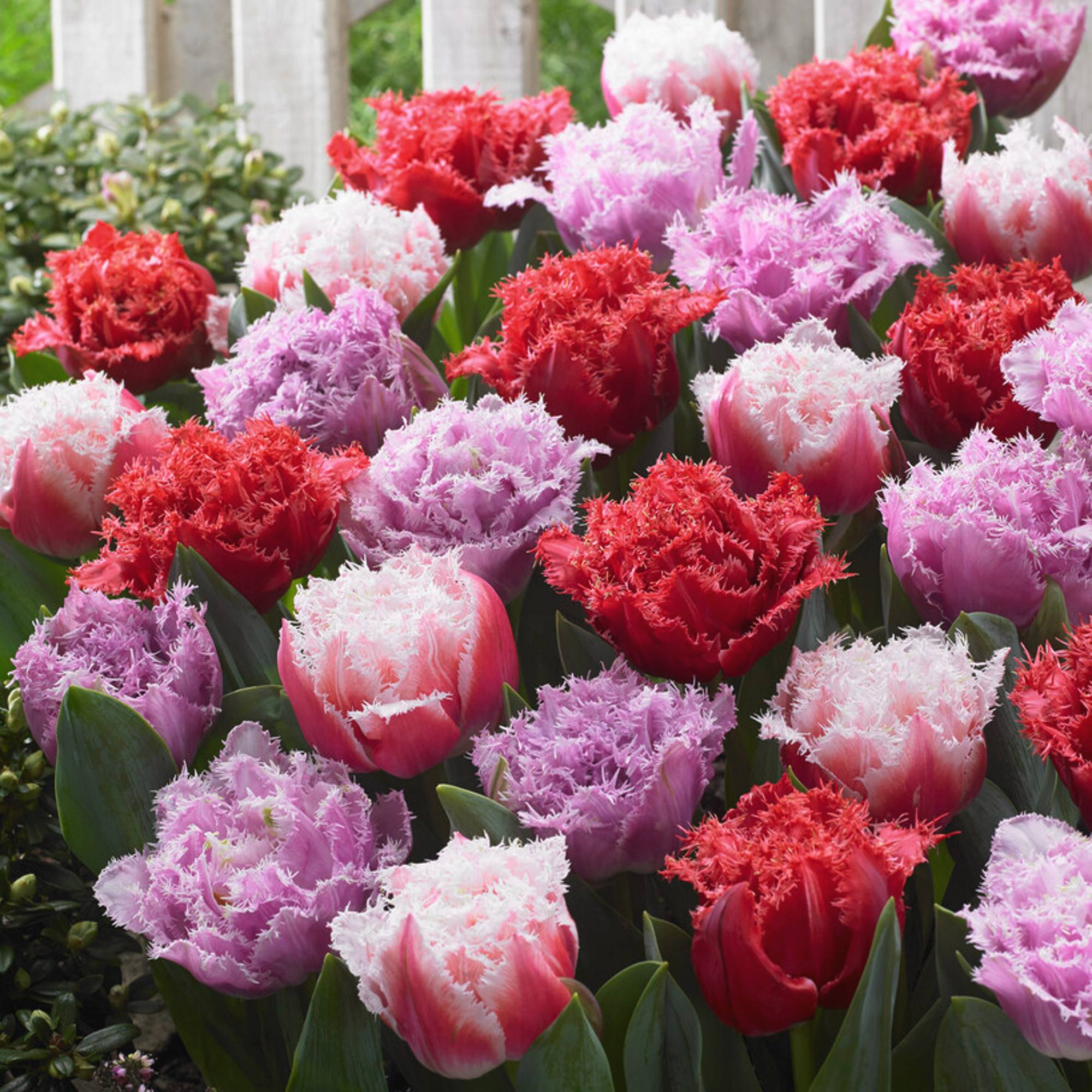 Dutch Darlings Tulip Mixture, Best Deal on Tulips