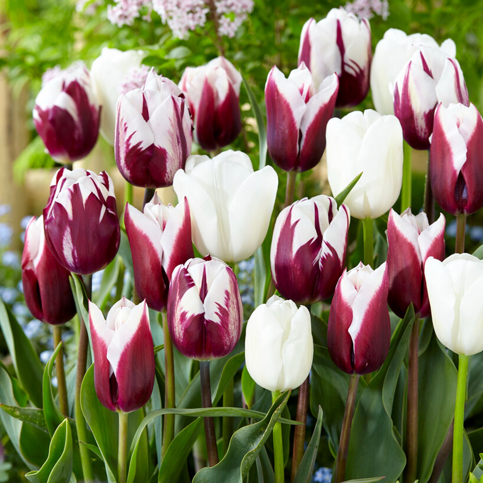 Colorful & Carefree Tulip Bulbs For Sale Online 