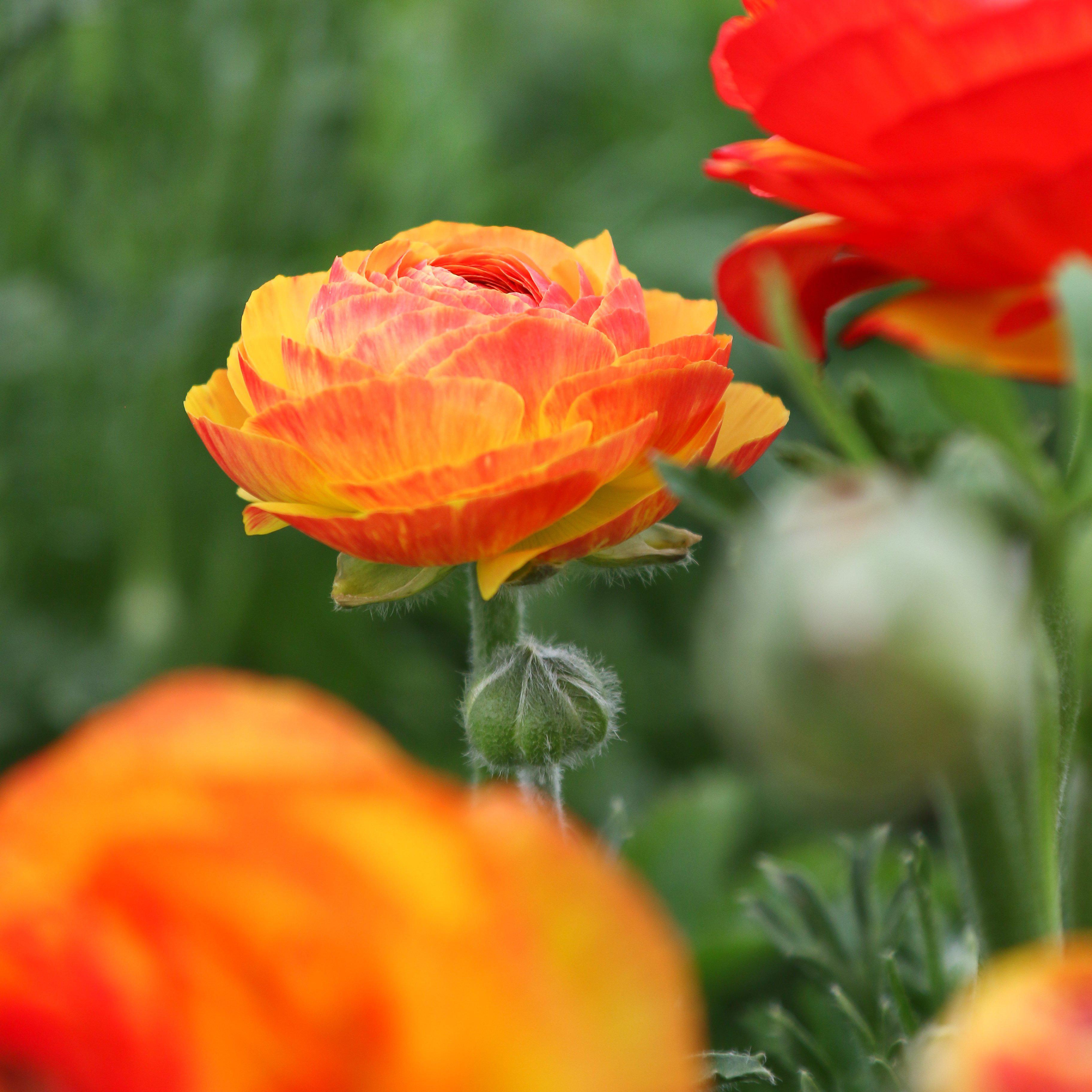 Ranunculus Tecolote® Flower Fields Collection