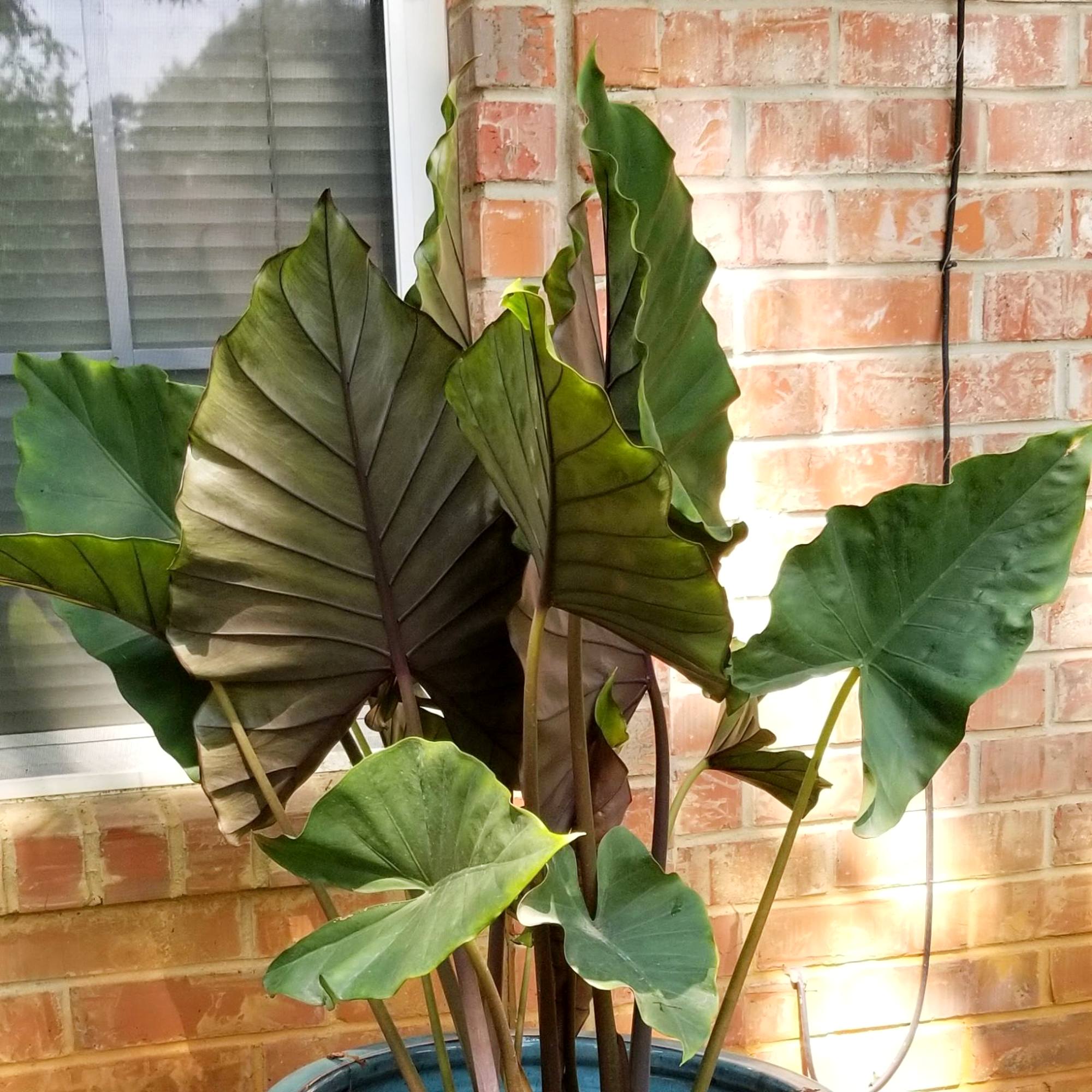 Alocasia Sumo Green