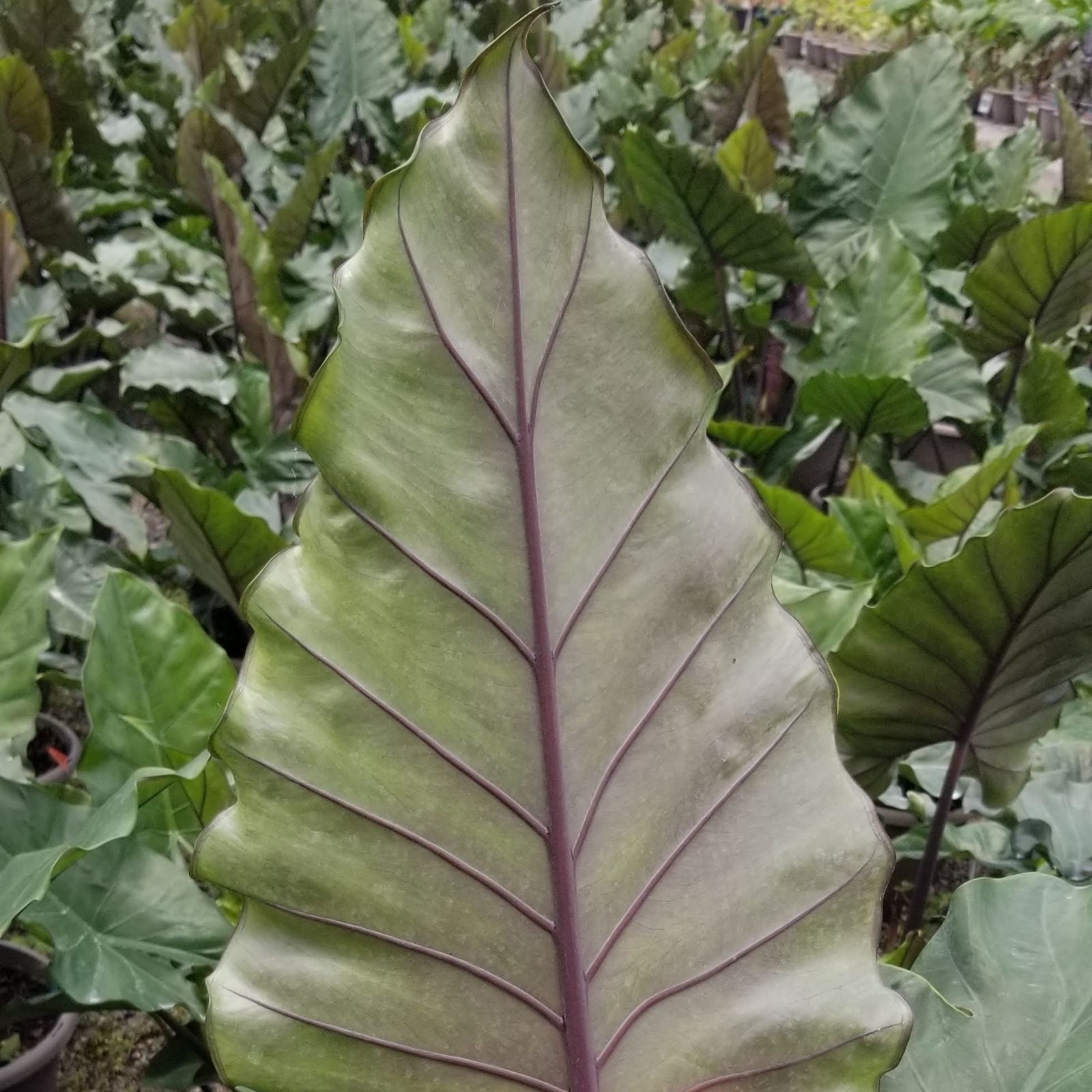 Alocasia Sumo Green