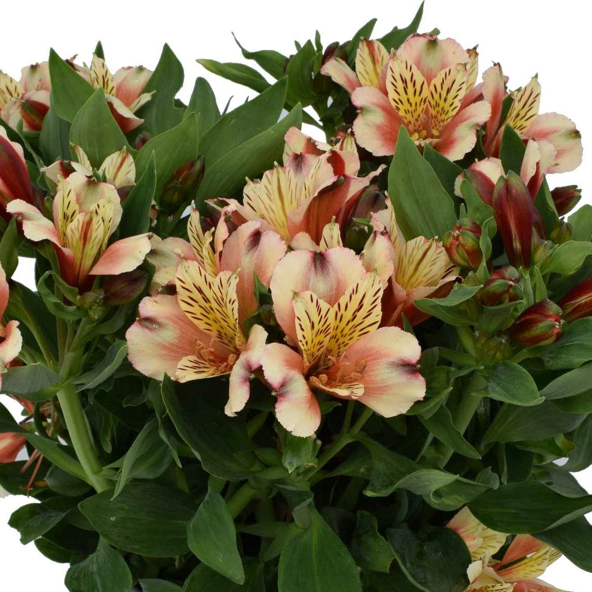 Peach Potted Princess Lily Plants For Sale