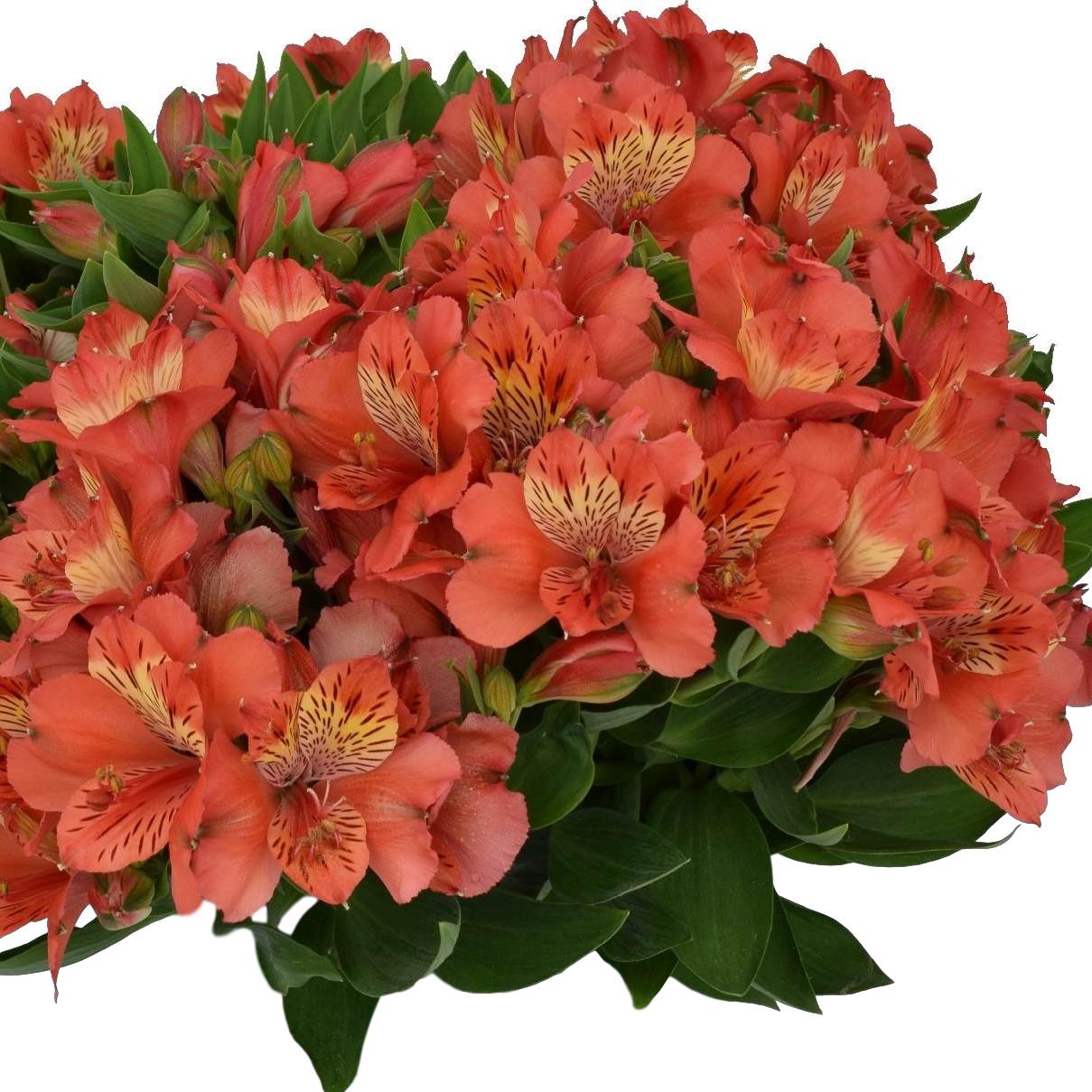 orange alstroemeria bouquet