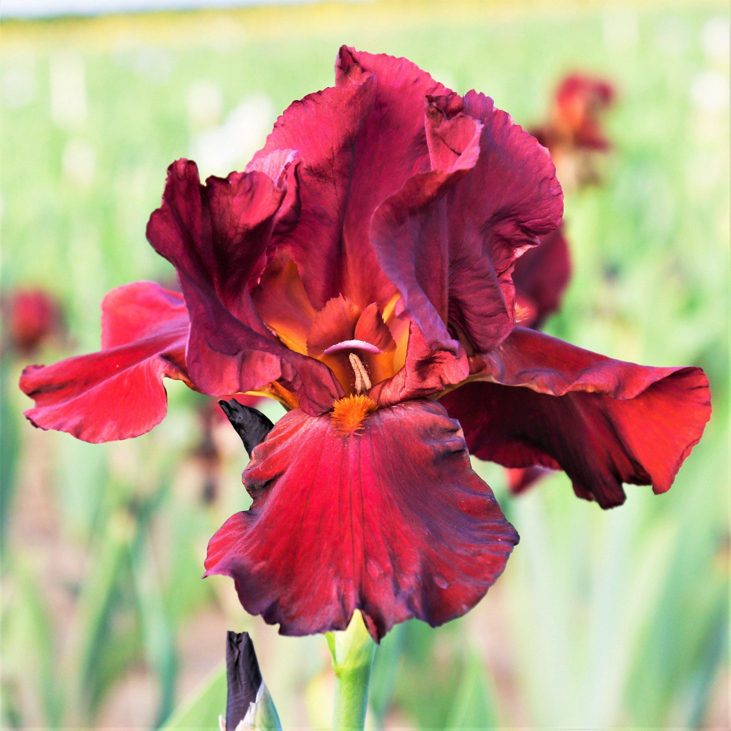 Deep Red Reblooming Bearded Iris Bernice's Legacy – Easy To