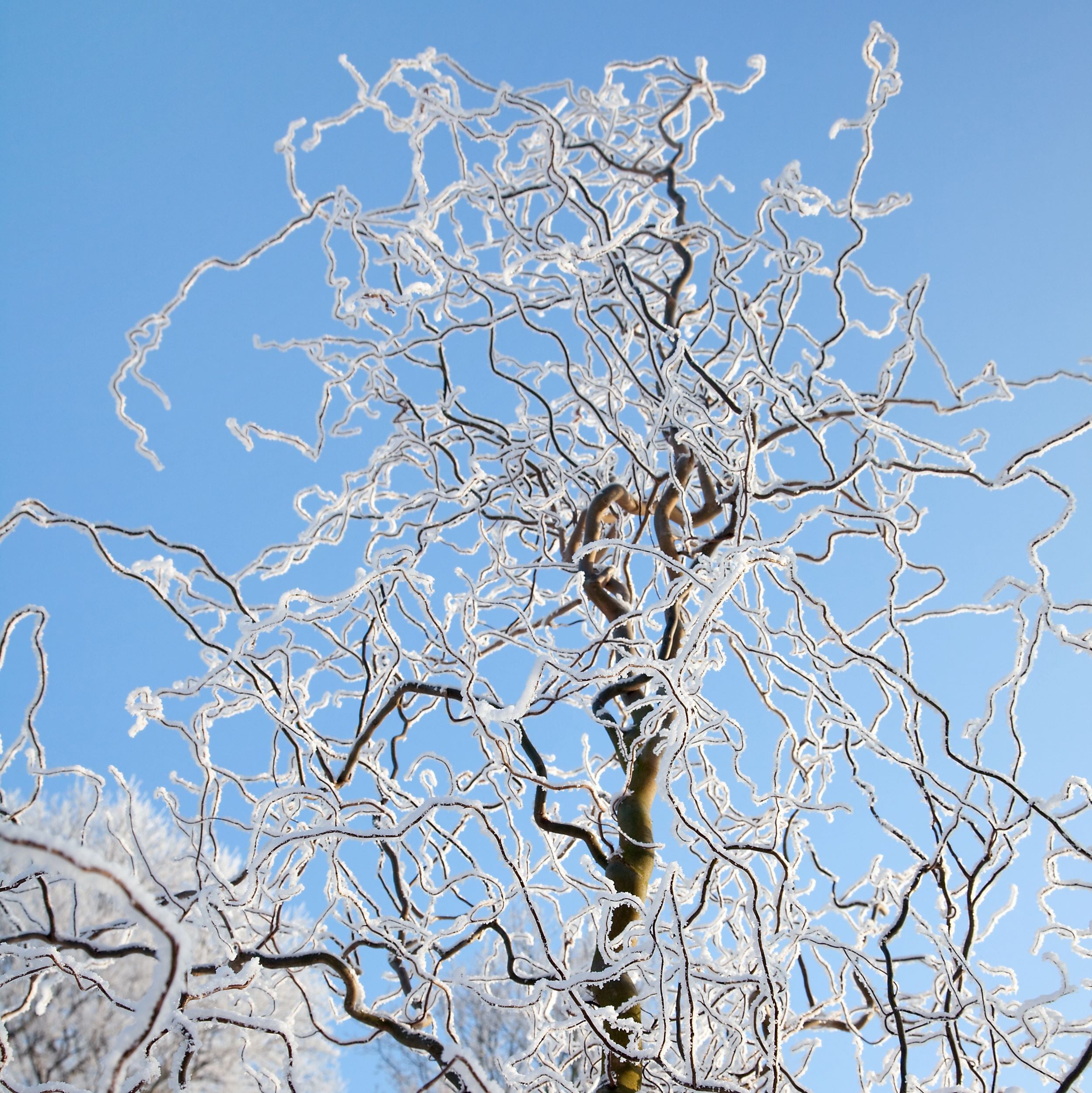 Curly Willow Tree Branch Bundle, 3-4 Feet