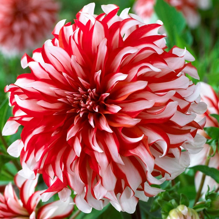 red and white dahlia