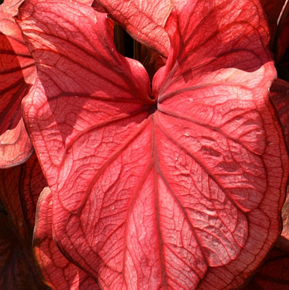 人気ブラドン Caladium'Desert Sunset'Wカラジウム'デザートサンセット