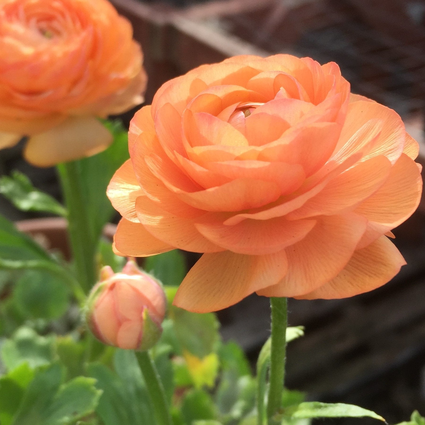 Elegance Salmon Ranunculus Plants