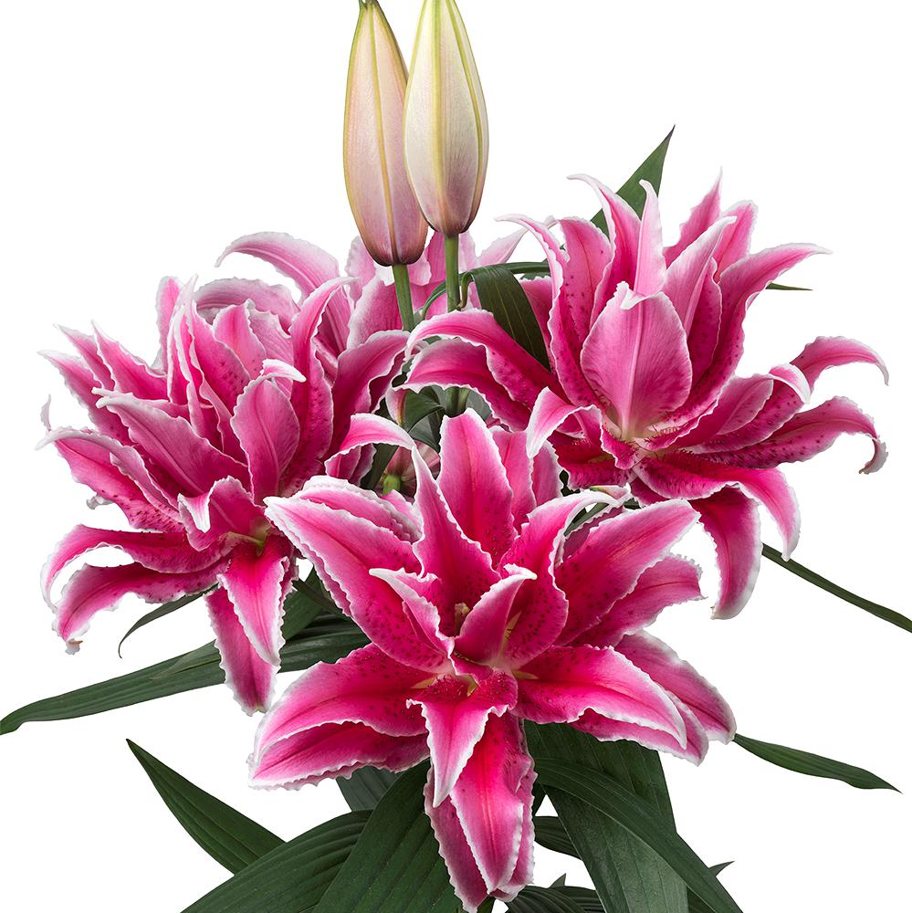 Roselily Bulbs - Pink Mix