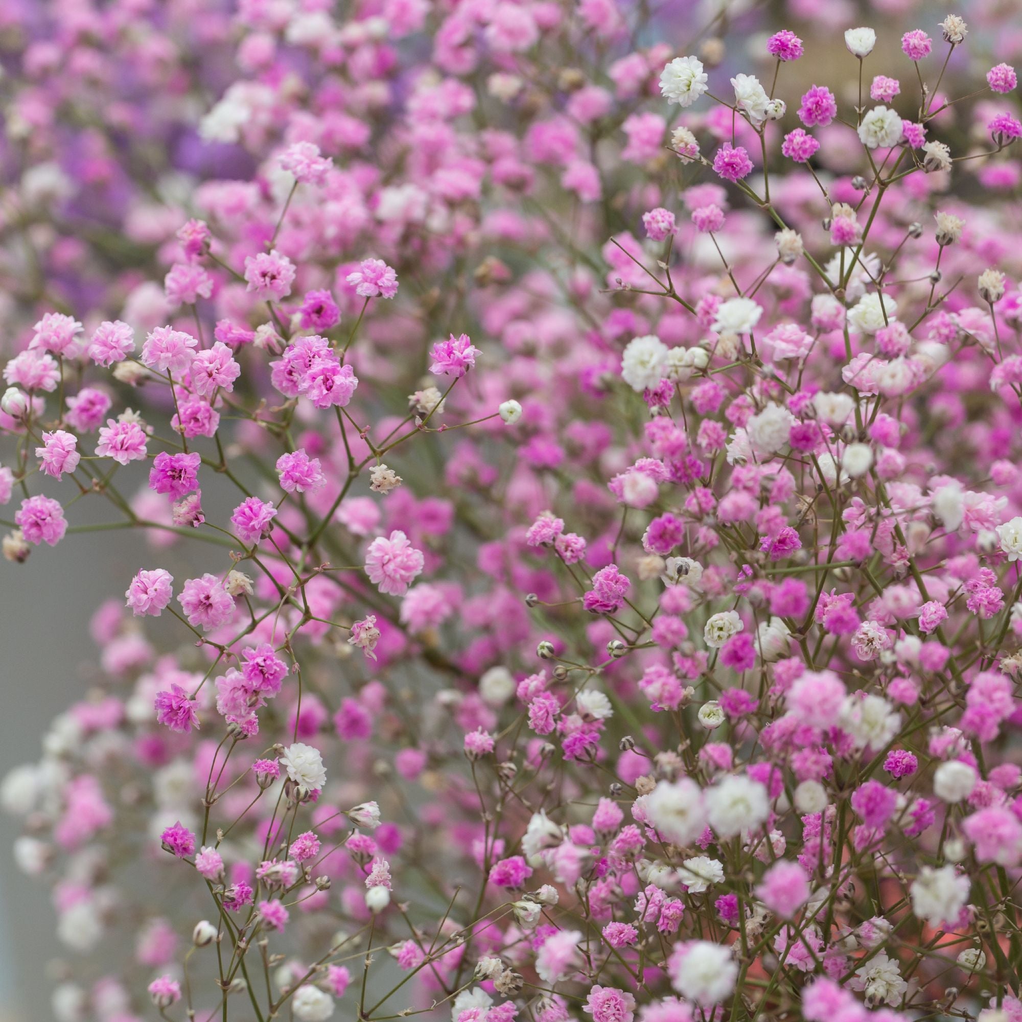 Light Pink Tinted Baby's Breath