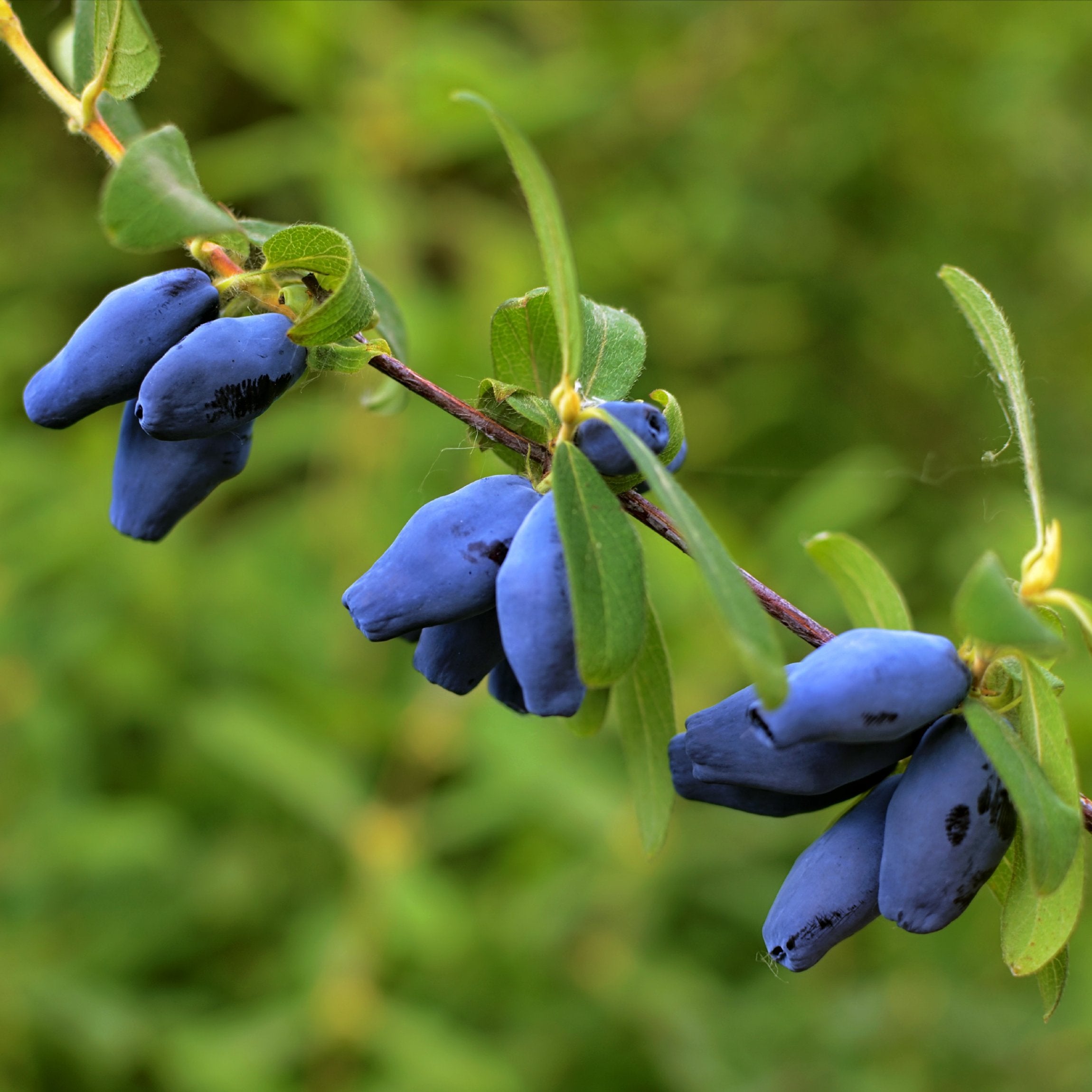 Compact Haskap Berry Plants for Sale