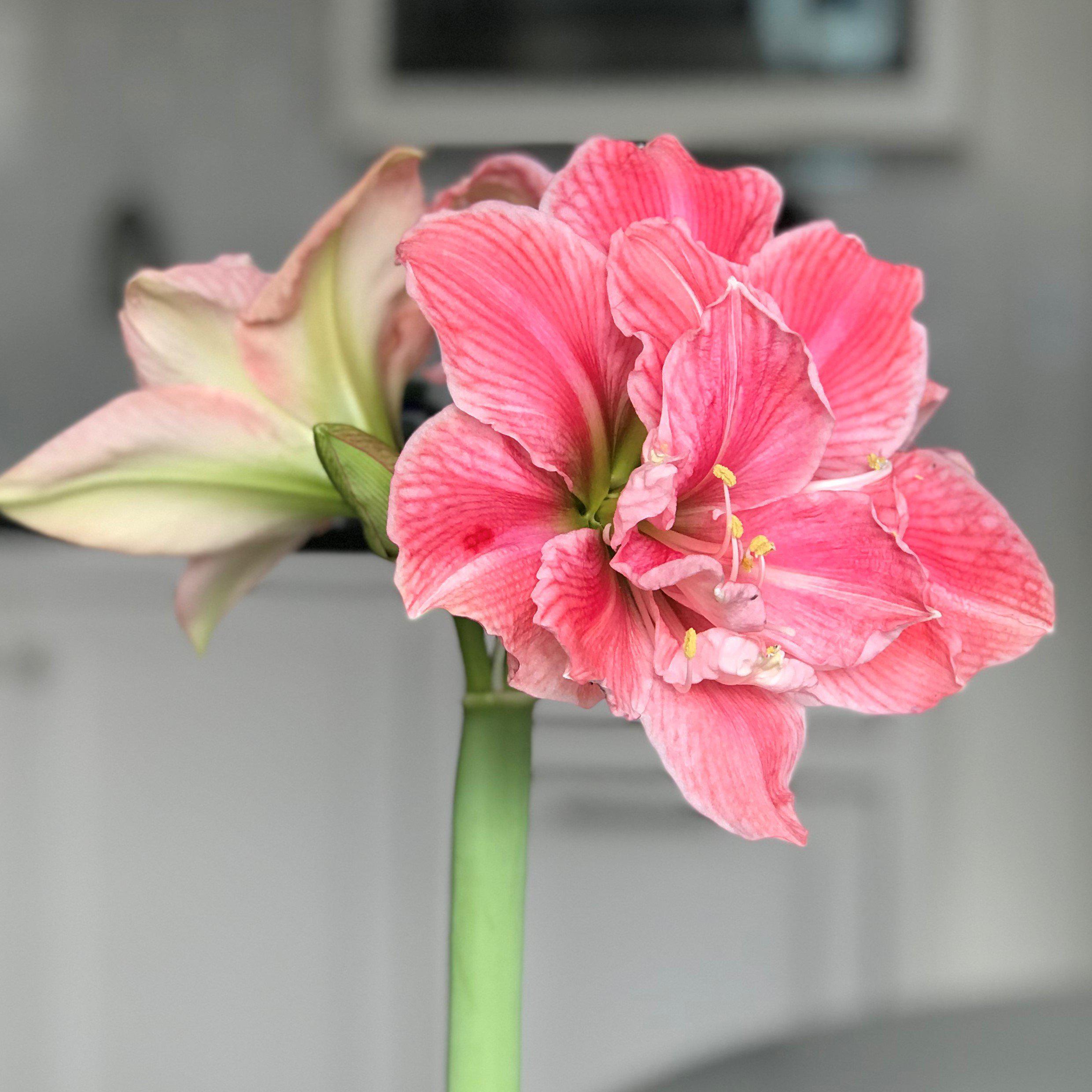 Beautiful Pink Amaryllis Bulbs For Sale Online Sweet Nymph Easy To