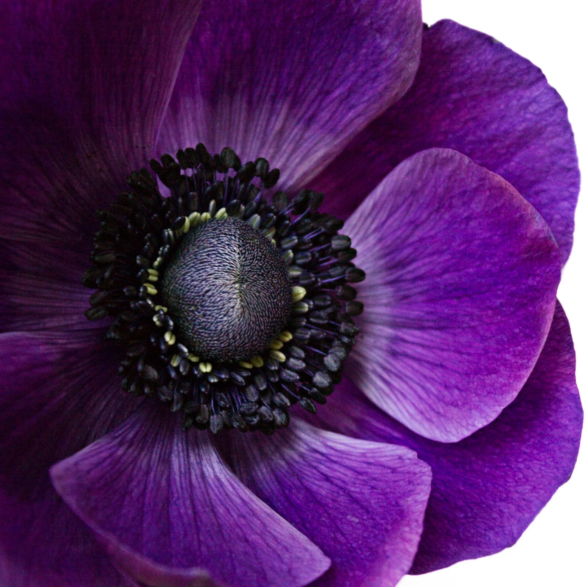 Anemone is such a beautiful shade of purple don't you agree