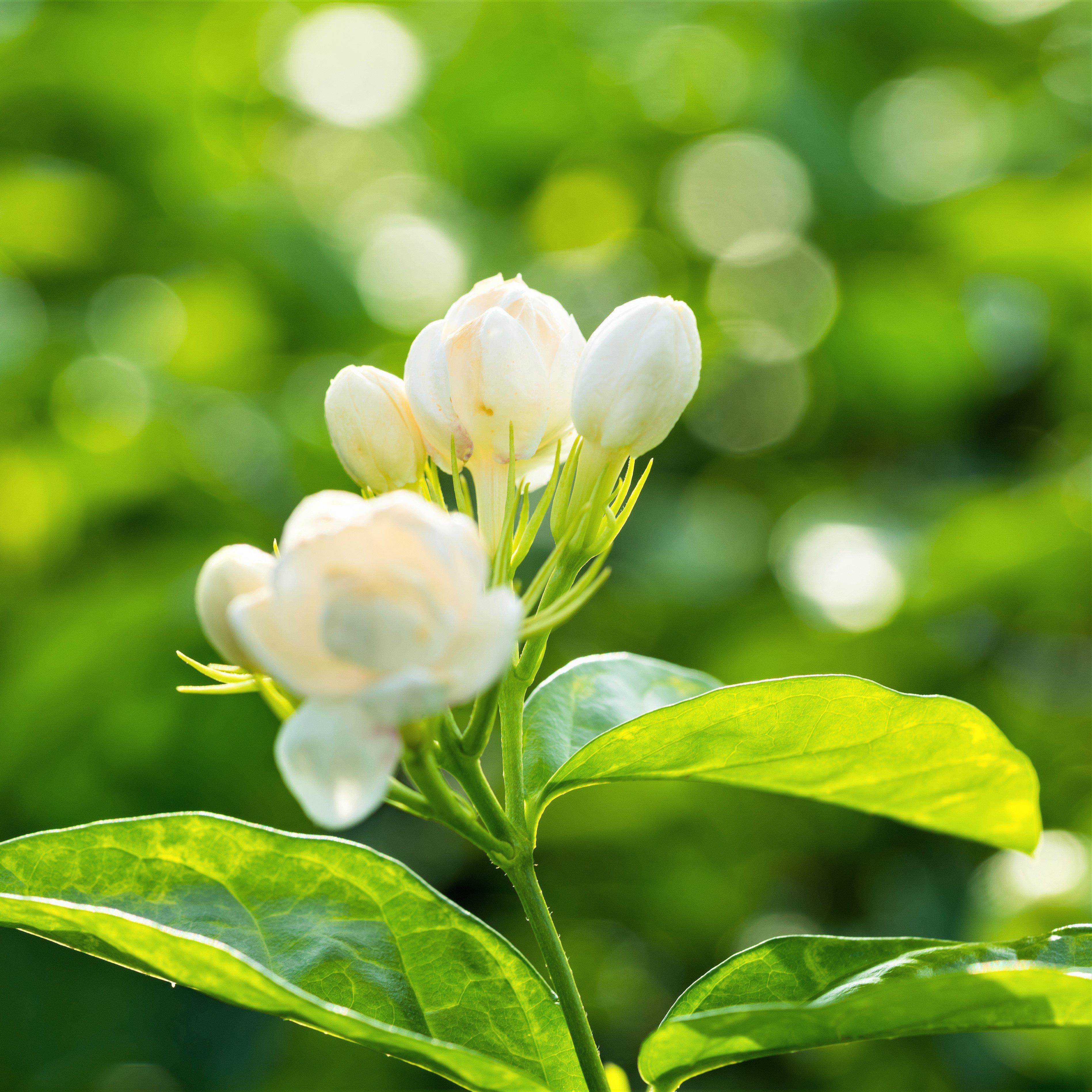 Close up of jasmine flower, beautiful jasmine white flowers Stock