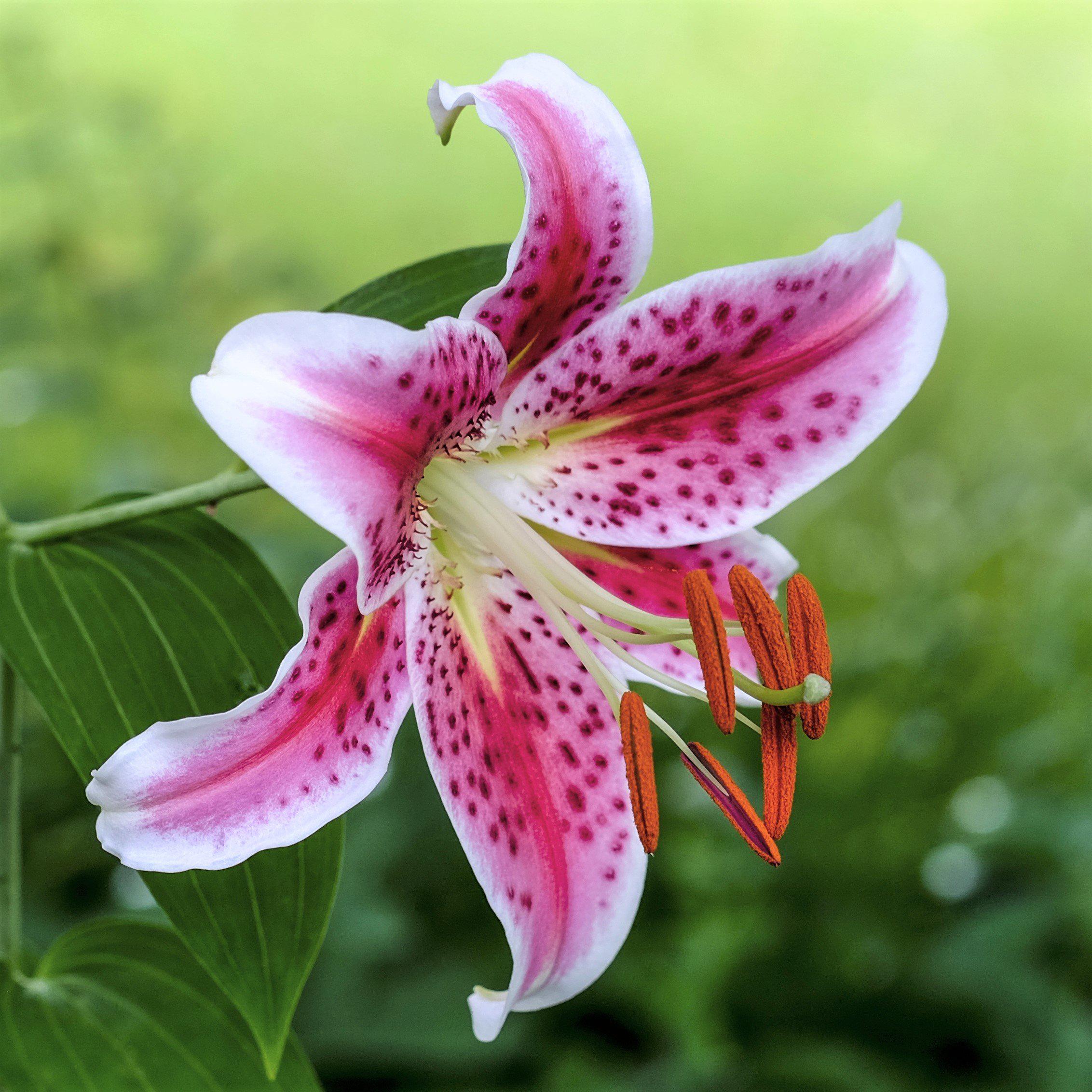pink tiger lily flowers