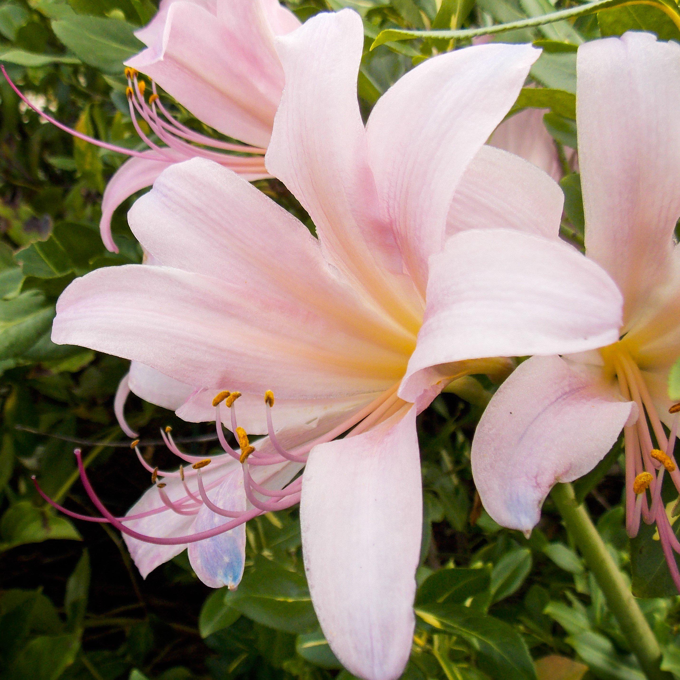 Pink Magic Lily, Holland Bulb Farms