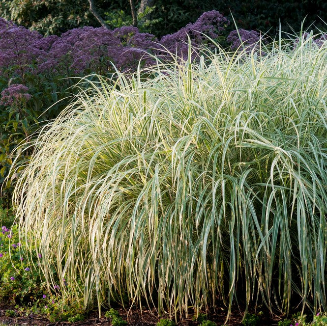 variegated ornamental grass