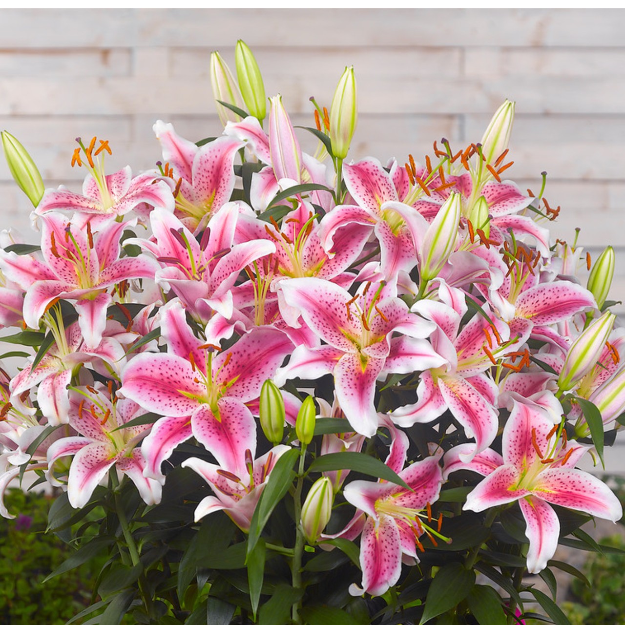 Oriental Lily Bulbs - Stargazer, Flower Bulbs