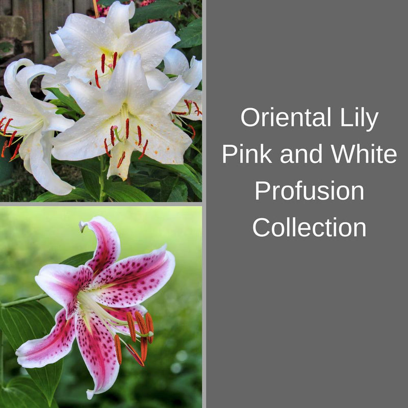 Lilium - Oriental Lily Pink & White Profusion Collection