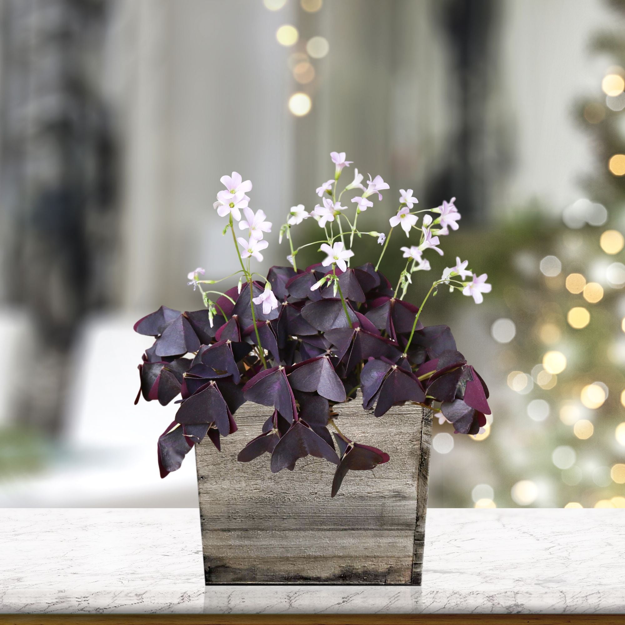 Oxalis Triangularis Gifts for Sale Online  Rustic Wood Square Pot – Easy  To Grow Bulbs