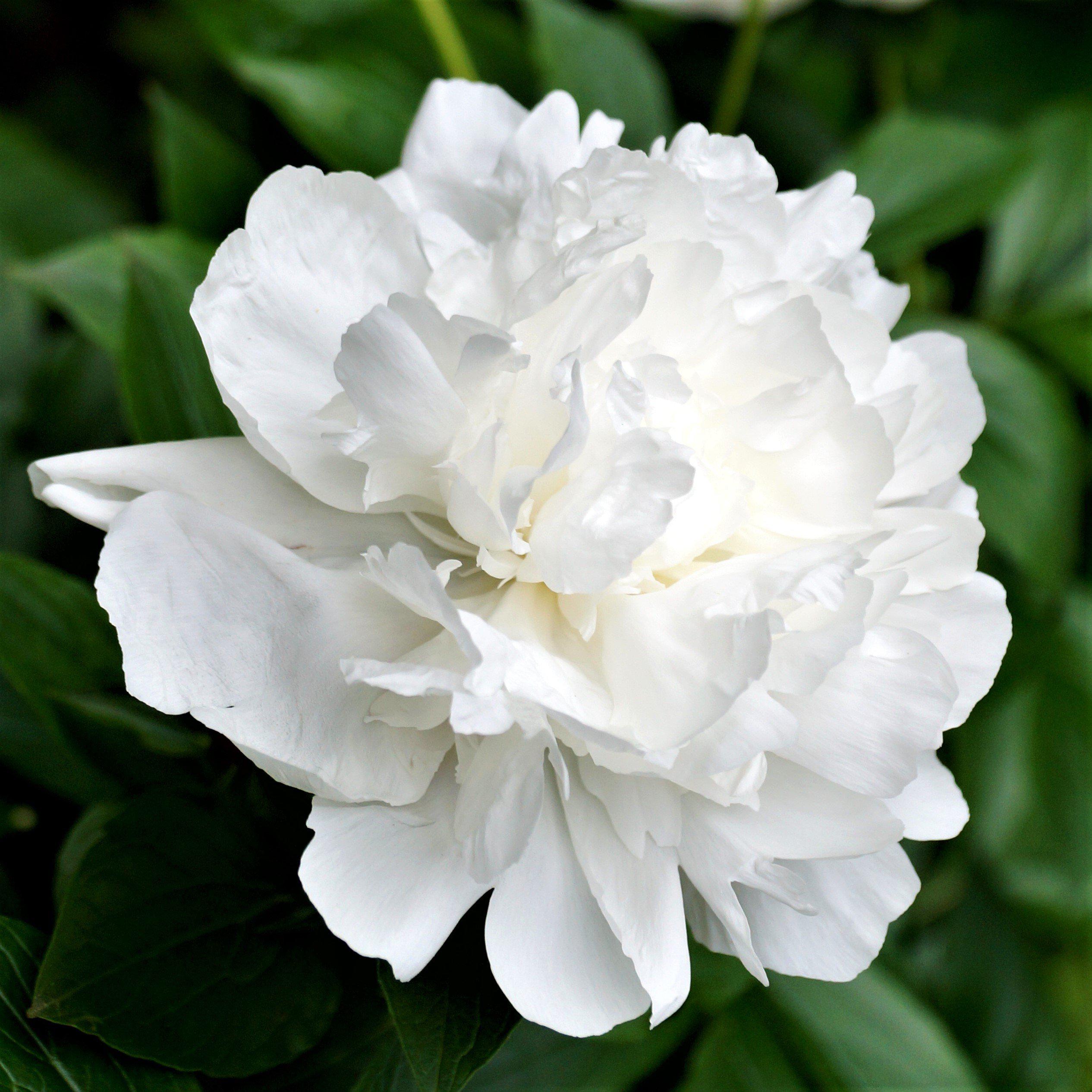 Artificial White Duchess Rose Bud 23
