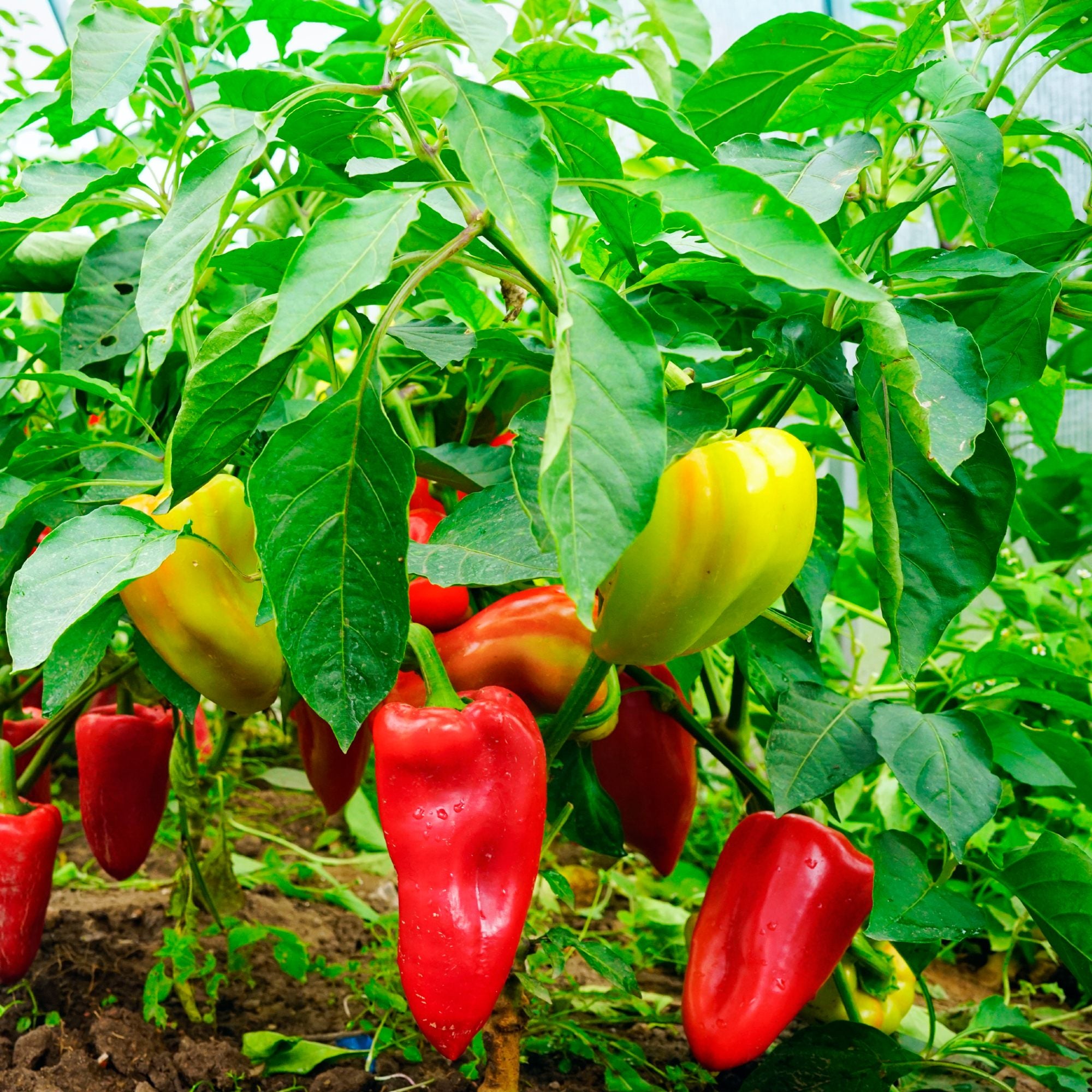 bell pepper seedlings