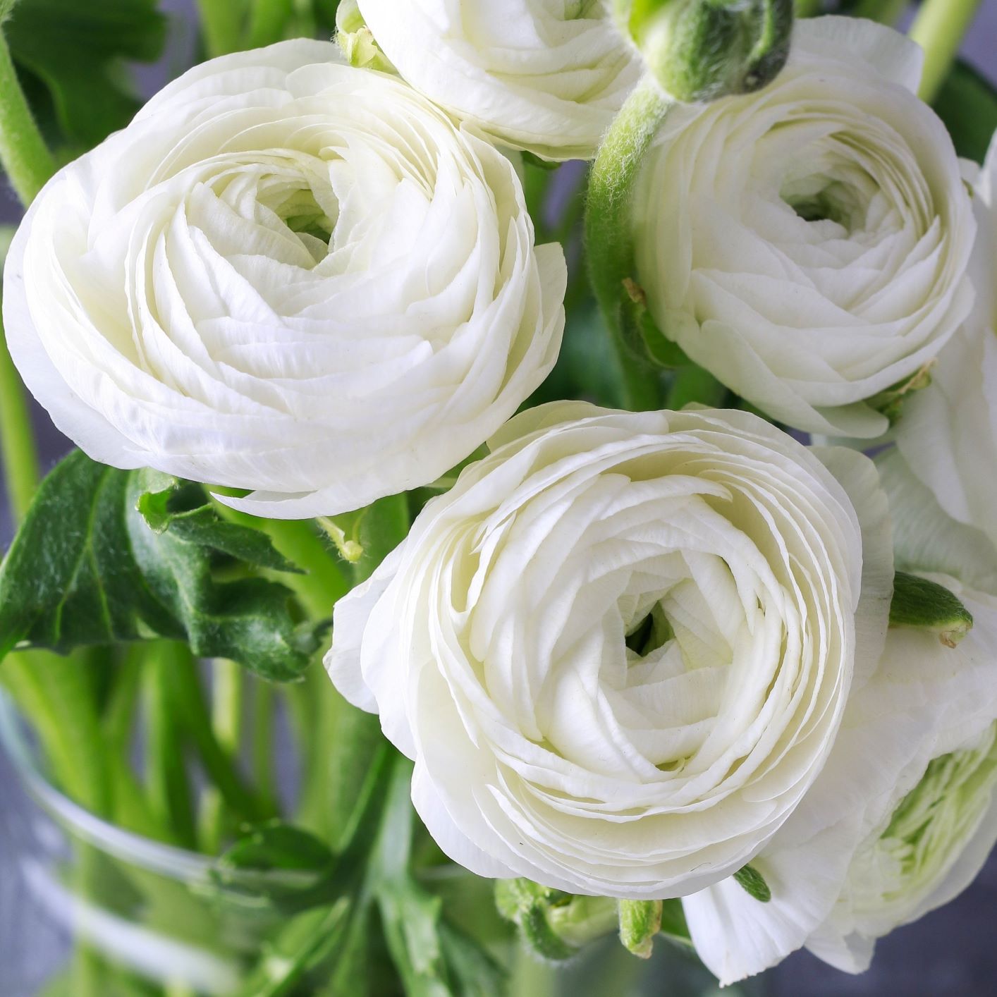 Lovely Tecolote Ranunculus Bulbs For Sale | Royalty Collection – Easy ...