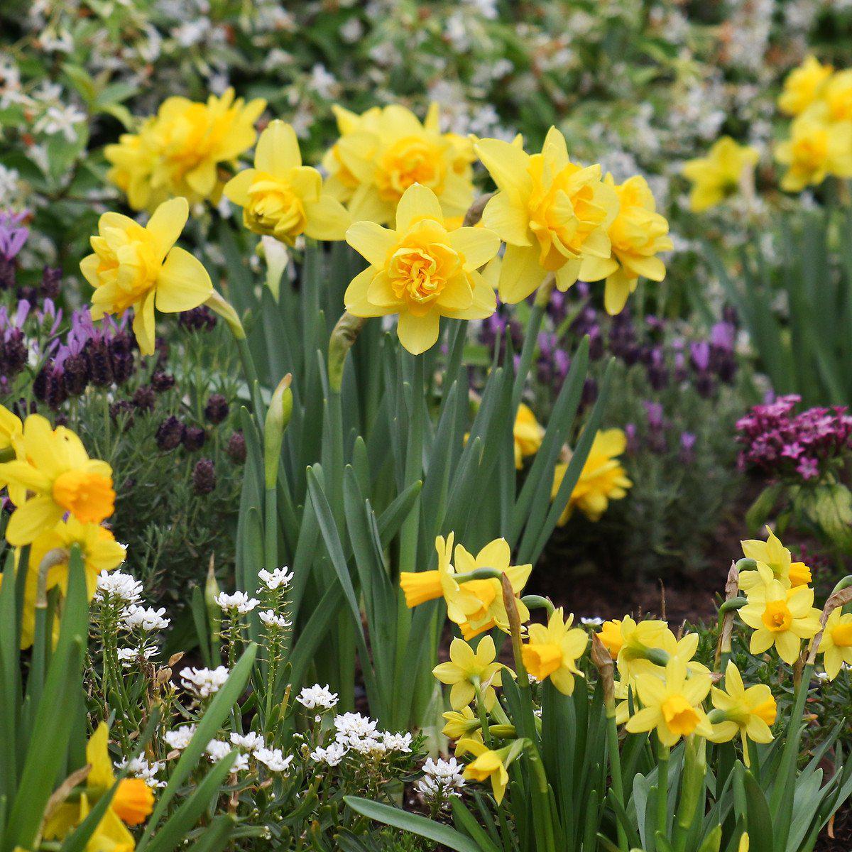 Yellow Daffodils, Yellow Daffodil Collection