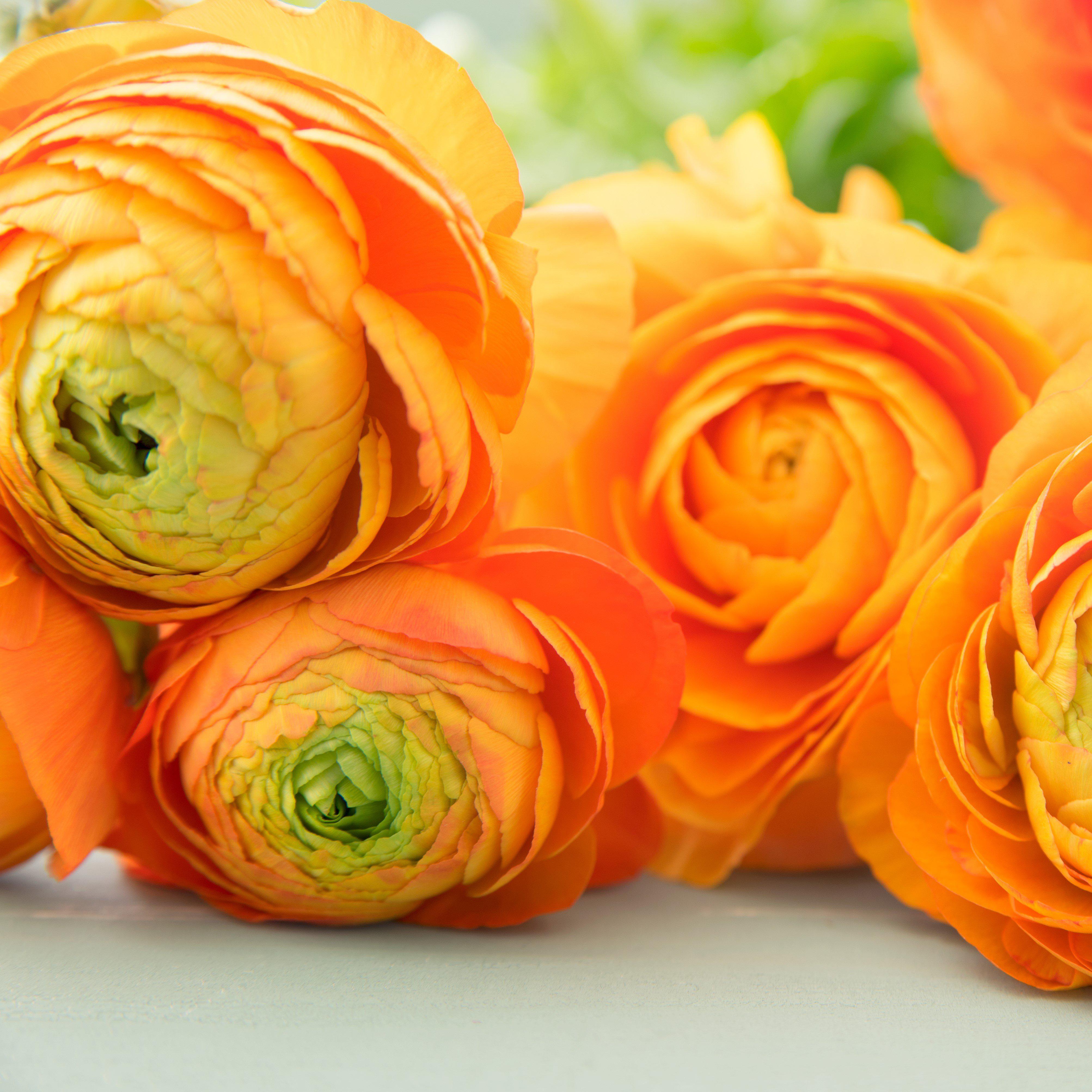 Ranunculus Tecolote® Flower Fields Collection