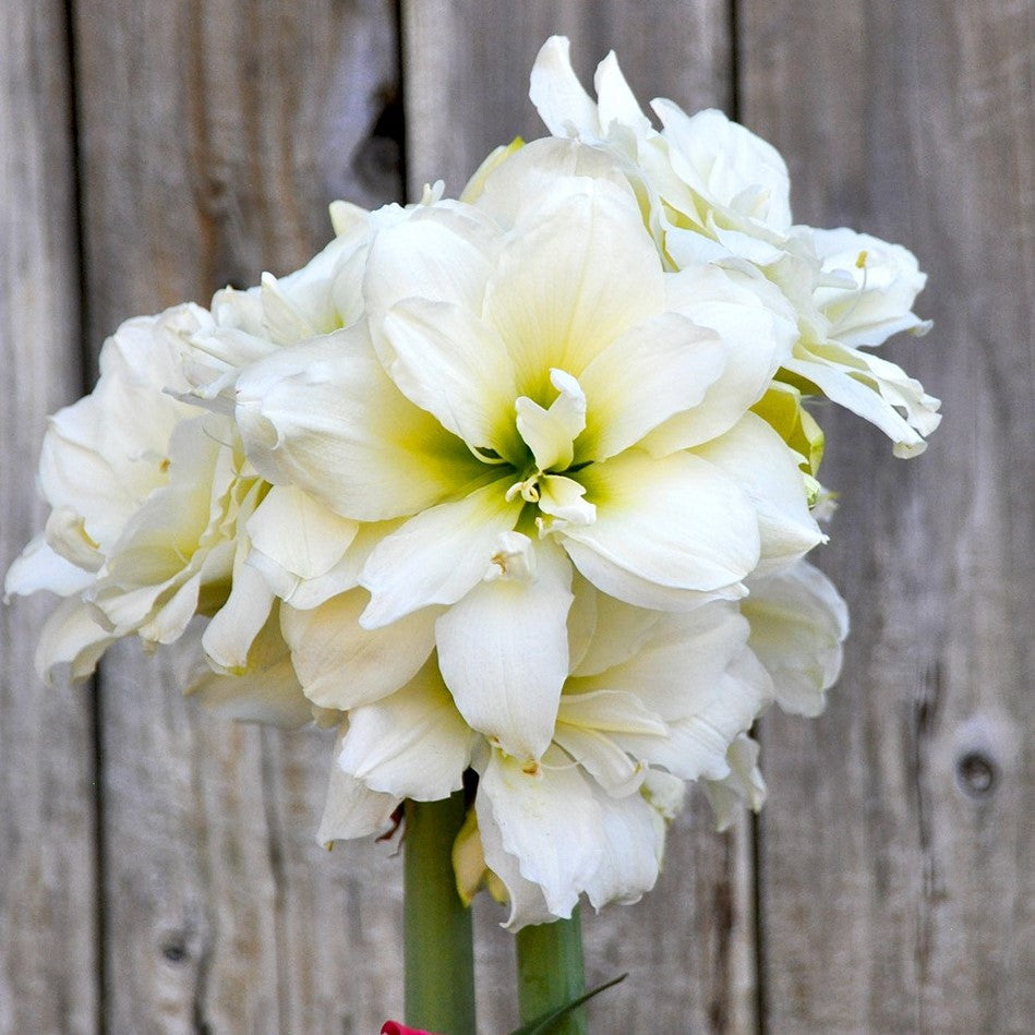 White Amaryllis Bulbs For Sale Online  Amaryllis Snow Drift – Easy To Grow  Bulbs