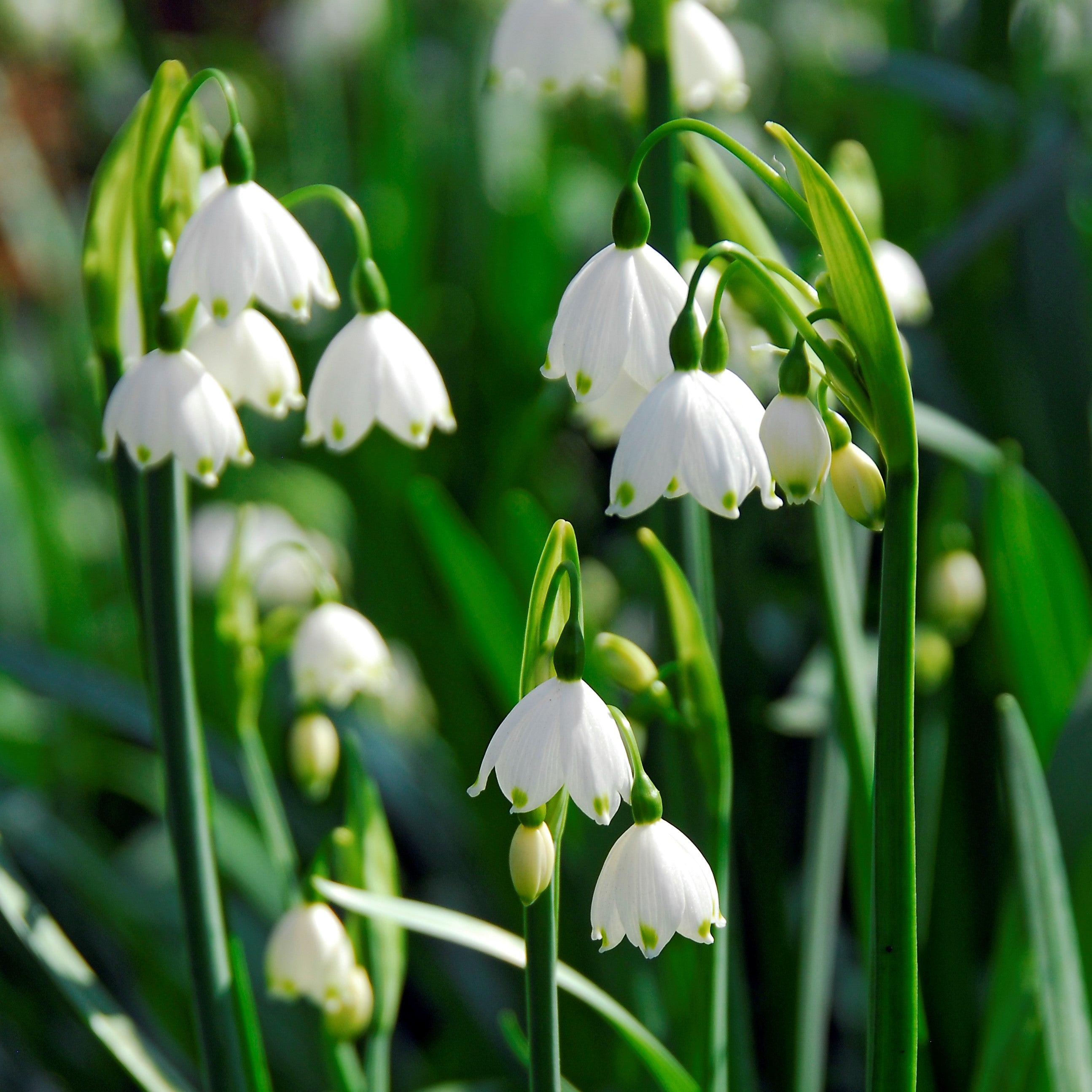 Snowflake Aestivum Giant Bulbs