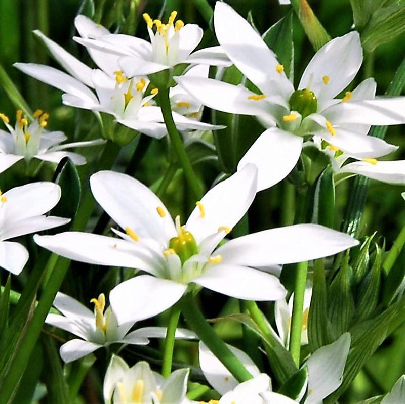 Natural White Star Flower