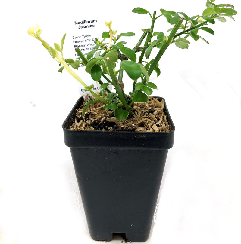 Winter Jasmine Plants For Sale Online