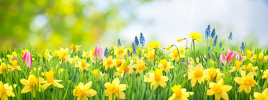 Best Spring Bulbs for Beginners