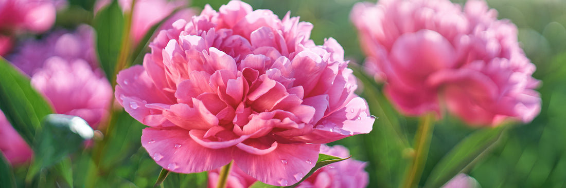 The Simple Secret to Extending Peony Blooming in Your Garden!