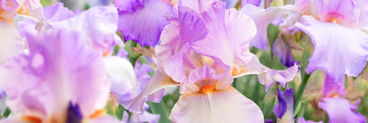 Bearded Iris for sale 