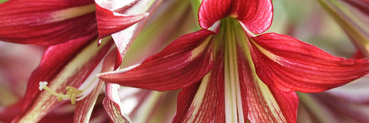 How to Grow Unusual Amaryllis Bulbs