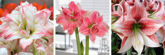 Amaryllis Post Care Instructions