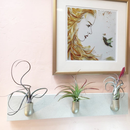 Tillandsia Wall Fountain - DIY Hanging Air Plants - Easy to Grow Bulbs