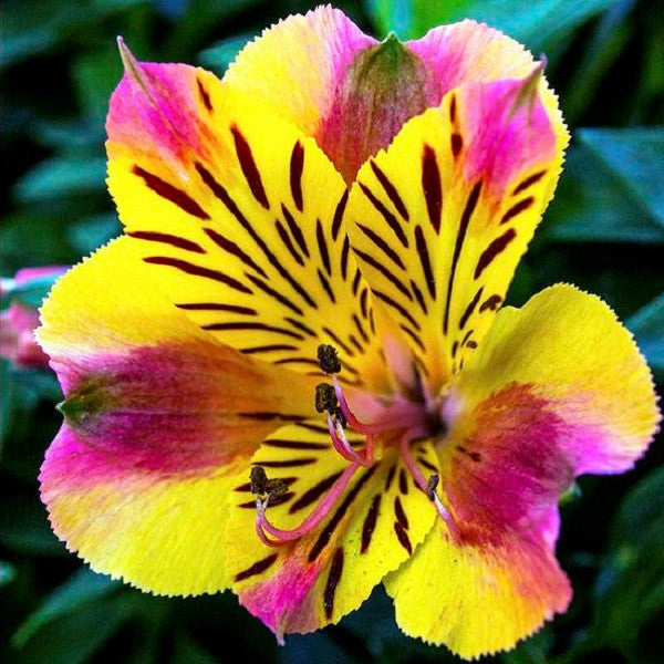 An Introduction to Dwarf Alstroemeria