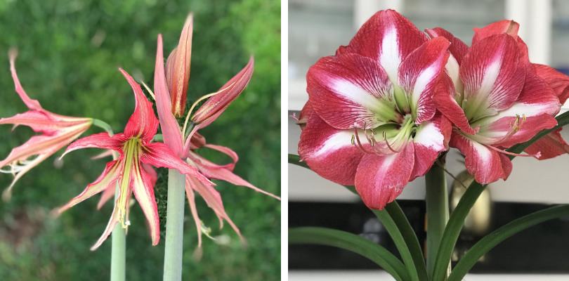 When Will My Amaryllis Bloom?