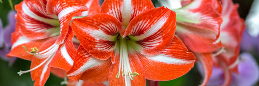 Amaryllis Flowering