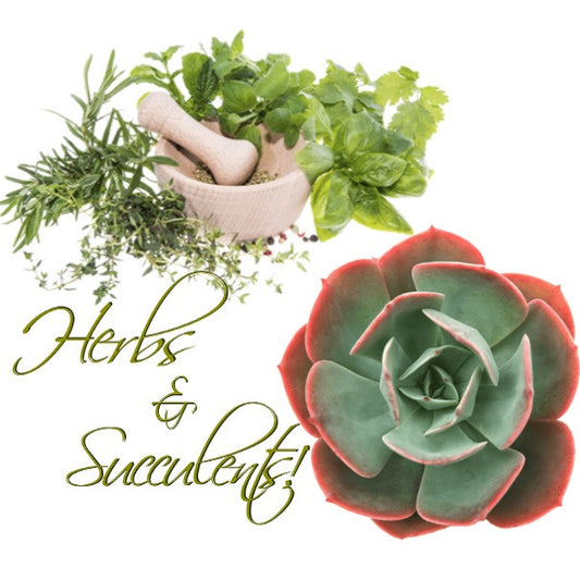 Herbs and Succulents perfect container companion plants