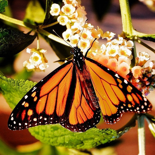 Monarch butterfly feeding on white buddleia blooms